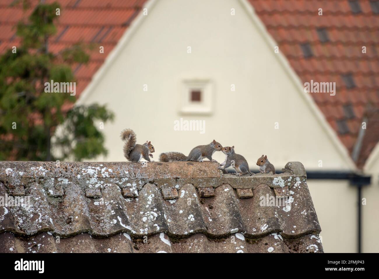 Una famiglia di quattro scoiattoli grigi che emergono per giocare un tetto con una tegola di cresta rotta Foto Stock