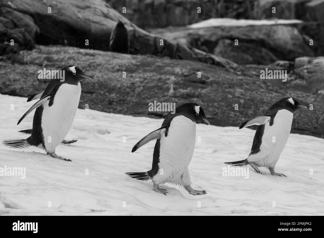 Antartide, Isola di Petermann. Pinguini Gentoo (SELVAGGI: Pigoscelis papua) sulla neve. Foto Stock