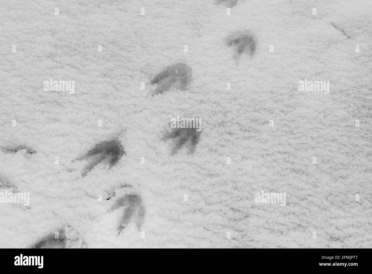 Antartide, Isola di Petermann. Gentoo pinguino (SELVAGGIO: Pigoschelis papua) impronte nella neve. Foto Stock