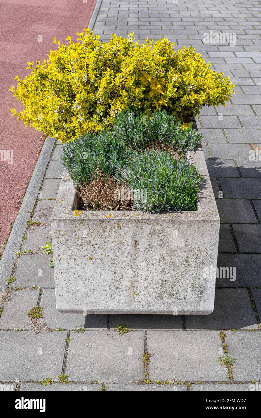 piantatrice rettangolare in calcestruzzo sul prefabbricato riempita con varie fiori Foto Stock