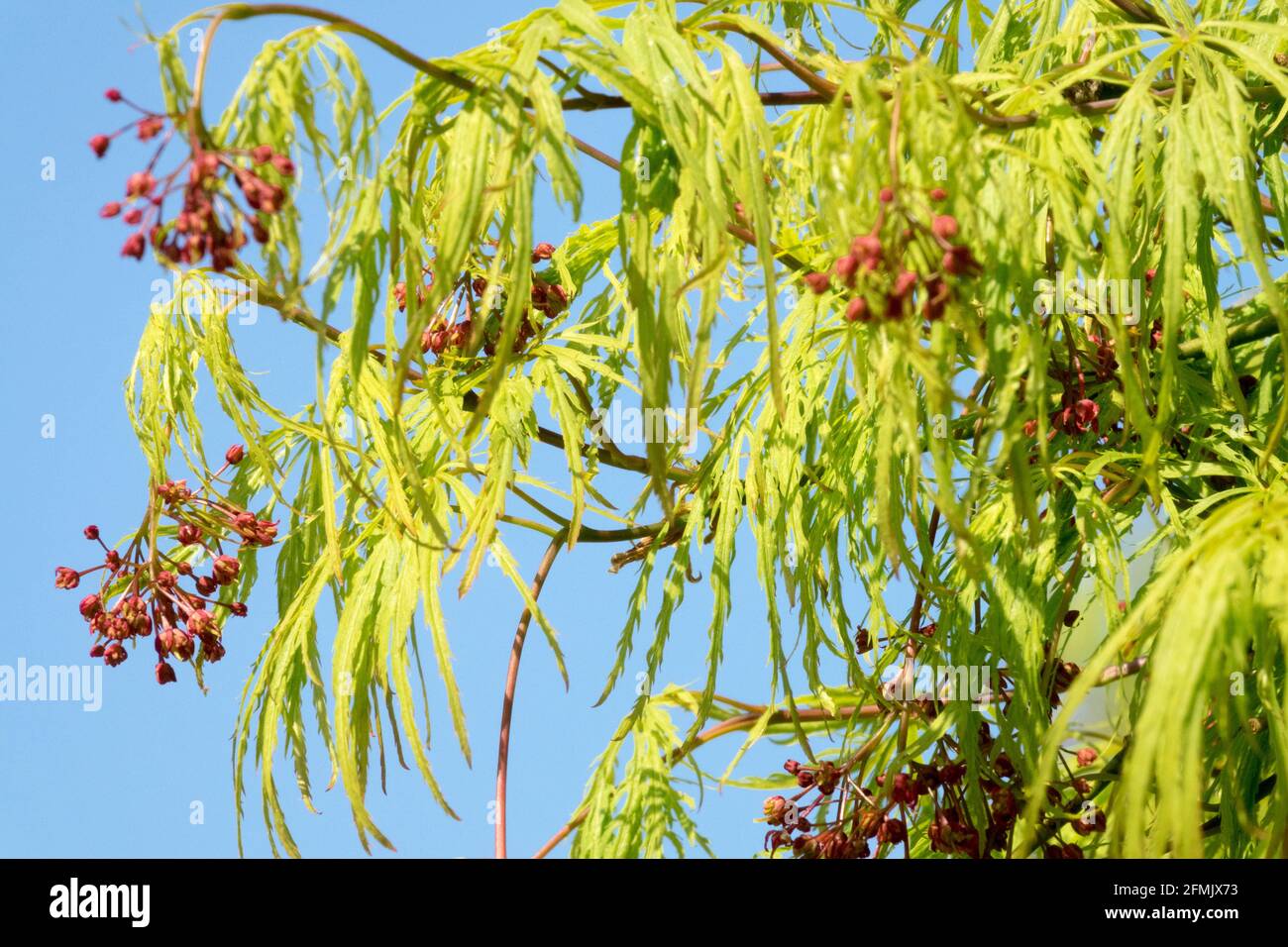 I fiori sono piccoli e rossi nelle foglie di primavera strette E sertato verde pianto acero giapponese Acer palmatum dissectum viridis Foto Stock