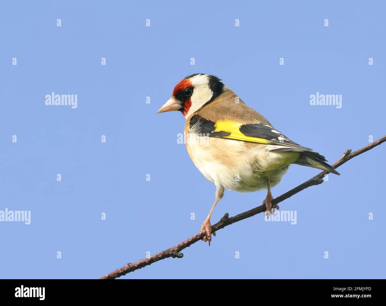 Un meraviglioso Goldfinch maschio (Carduleis carduelis) appollaiato su un torso e posto contro un cielo blu Foto Stock