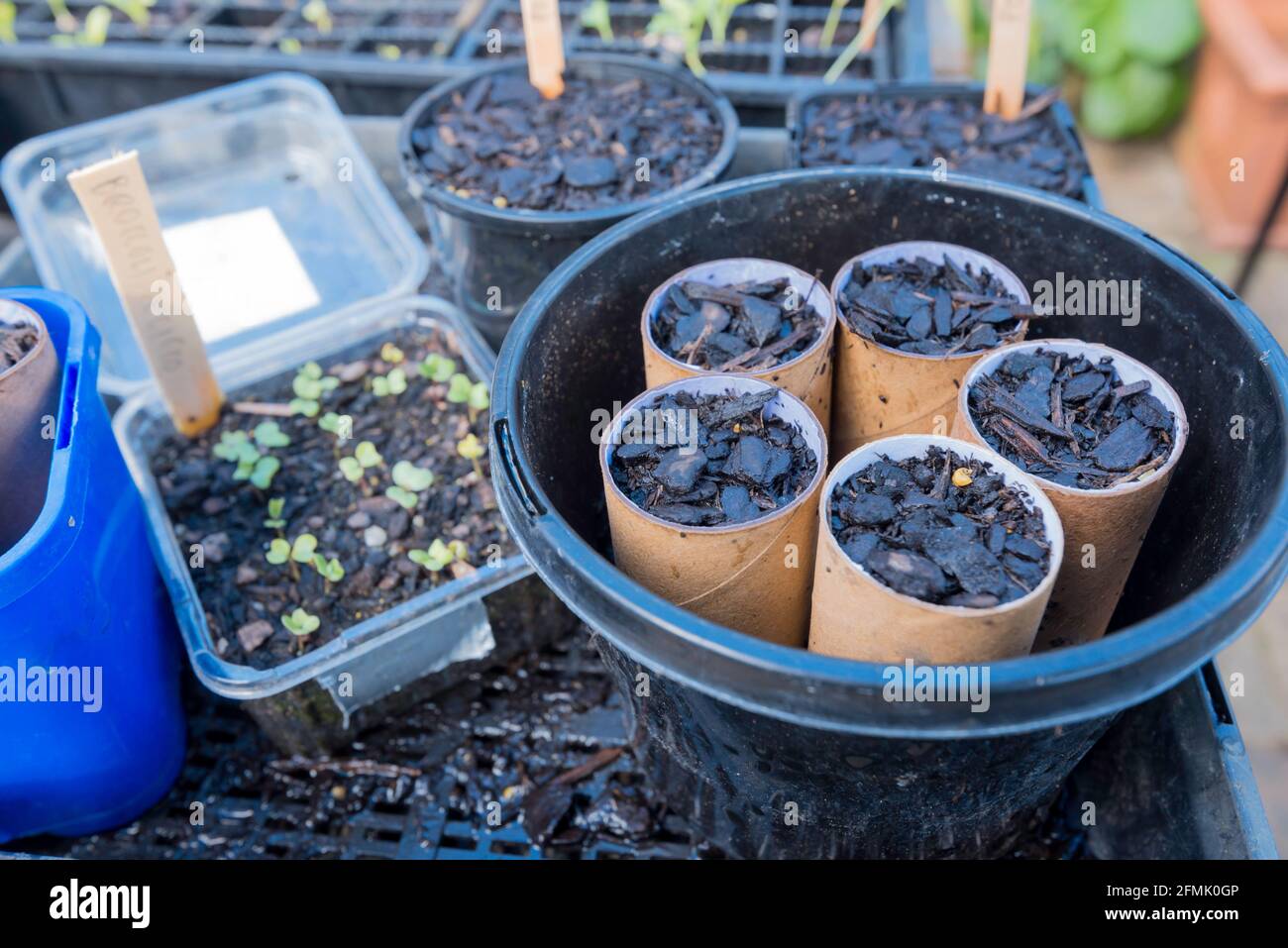 Semi piantati in tubi di carta igienica usati. Una volta che i semi hanno germogliato i tubi sono piantati direttamente nel terreno dove loro degradano e compost Foto Stock