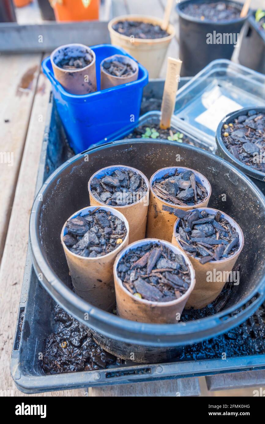 Semi piantati in tubi di carta igienica usati. Una volta che i semi hanno germogliato i tubi sono piantati direttamente nel terreno dove loro degradano e compost Foto Stock