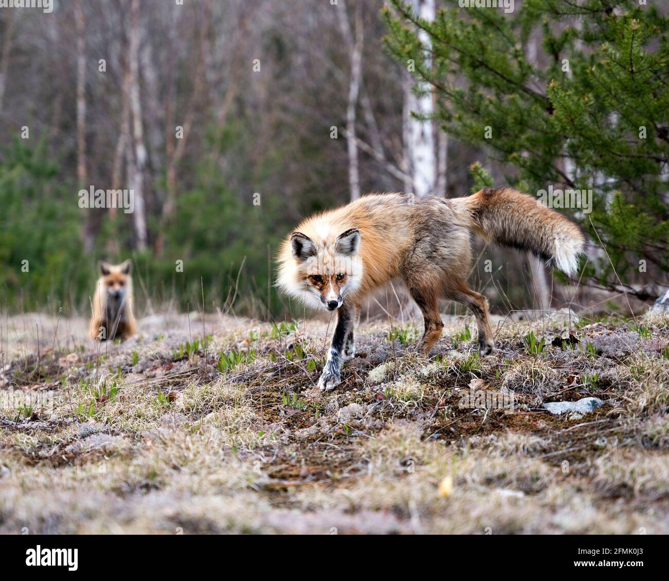 Vista ravvicinata del profilo Red Fox in piedi su muschio con una volpe sfocata e sfondo della foresta nel suo ambiente e habitat. Immagine FOX. Immagine. Verticale. Foto Stock