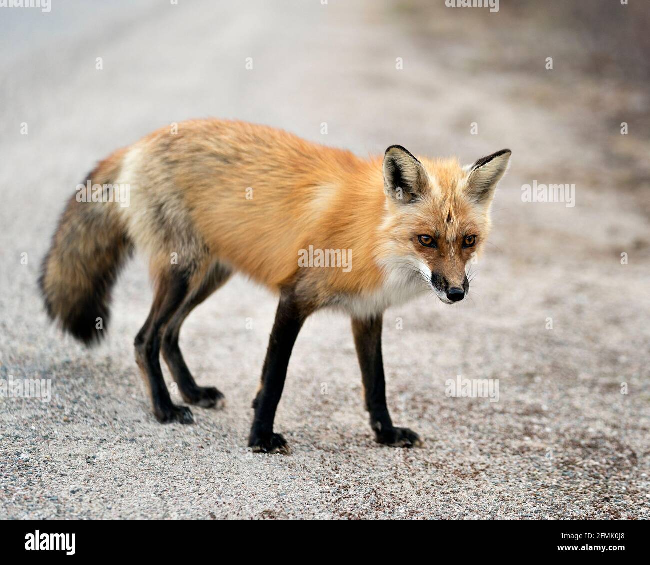 Vista laterale del profilo in primo piano Red Fox con sfondo sfocato nel suo ambiente e habitat. Immagine FOX. Immagine. Verticale. Foto. Foto Stock