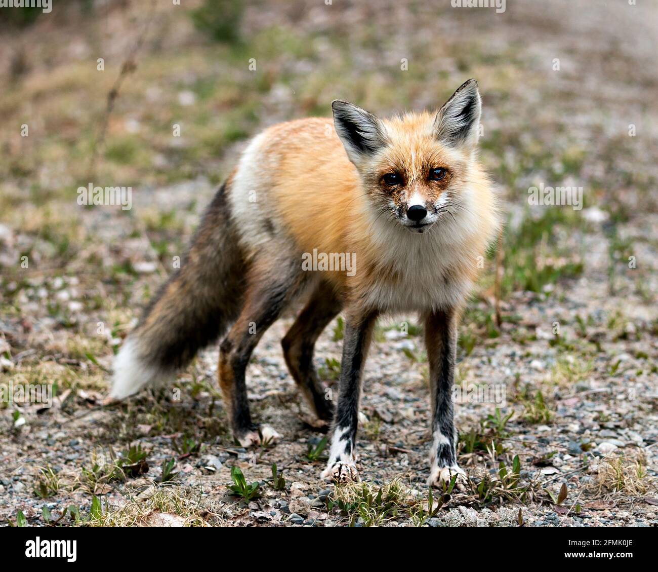 Vista laterale del profilo in primo piano della volpe rossa guardando la fotocamera con uno sfondo sfocato nel suo ambiente e habitat. Immagine FOX. Immagine. Verticale. Foto Stock
