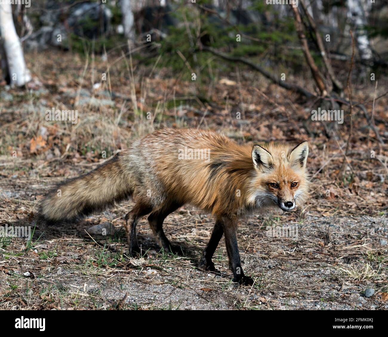 Profilo in primo piano della volpe rossa in primavera con sfondo sfocato, che mostra coda di volpe, pelliccia, nel suo ambiente e habitat. Immagine. Verticale. Foto. Foto Stock