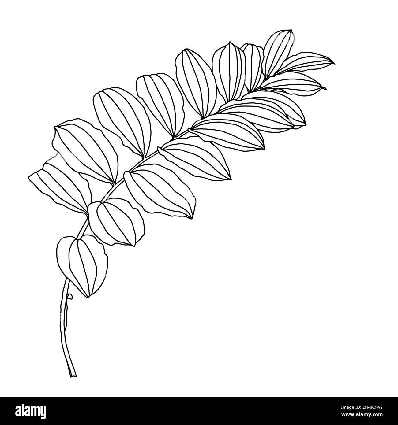 Disegno lineare di foglie di Kupena, noto anche come Solomons Seal Plant, isolate su sfondo bianco. Illustrazione vettoriale, elemento di disegno per biglietti, inviti, striscioni, stampe in stile line art. Illustrazione Vettoriale