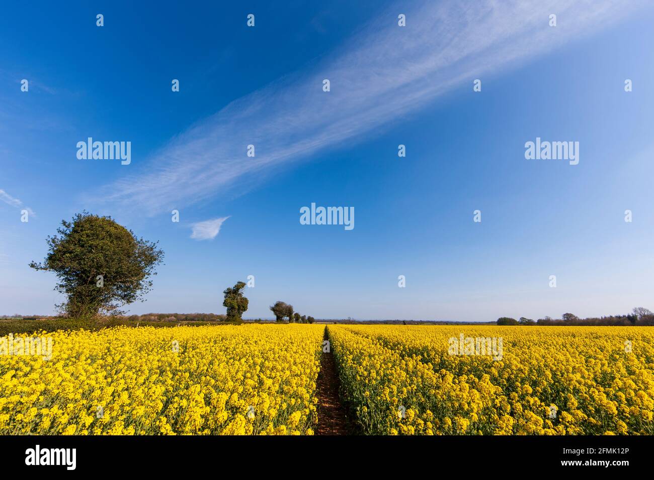 Un campo di colza fiorente gialla. Foto Stock