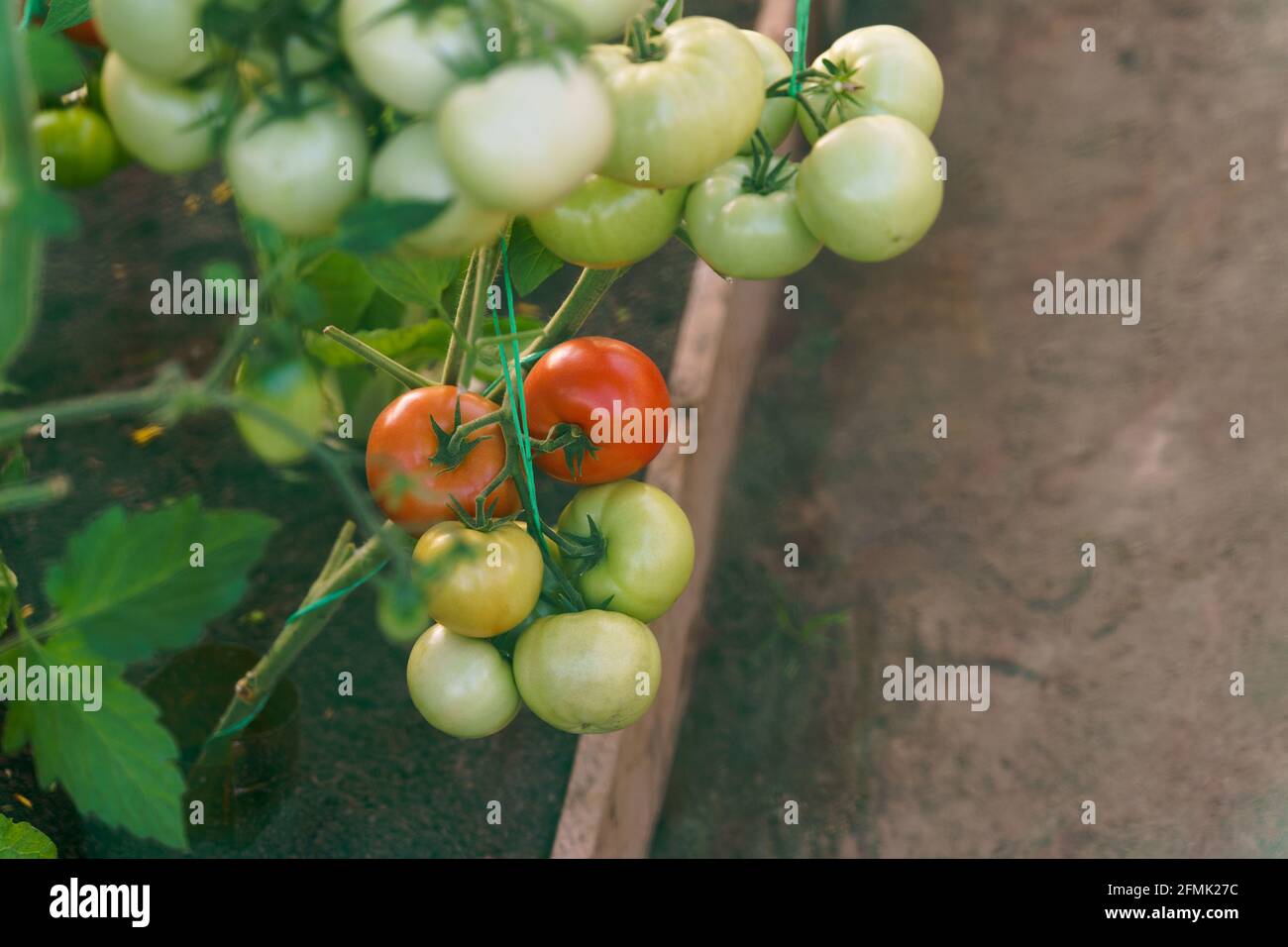 Pomodori verdi, arancioni e rossi che crescono sul ramo con foglie verdi giardinaggio Foto Stock