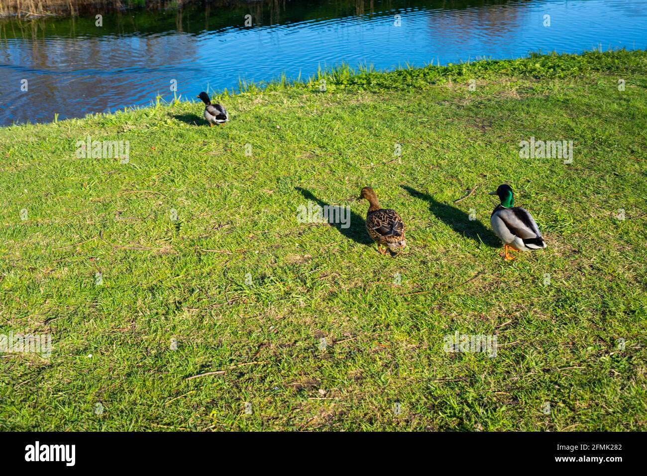 Le anatre vanno allo stagno per nuotare nell'erba verde nel caldo sole di primavera. Le forti ombre nere cadono dalle anatre. Foto Stock