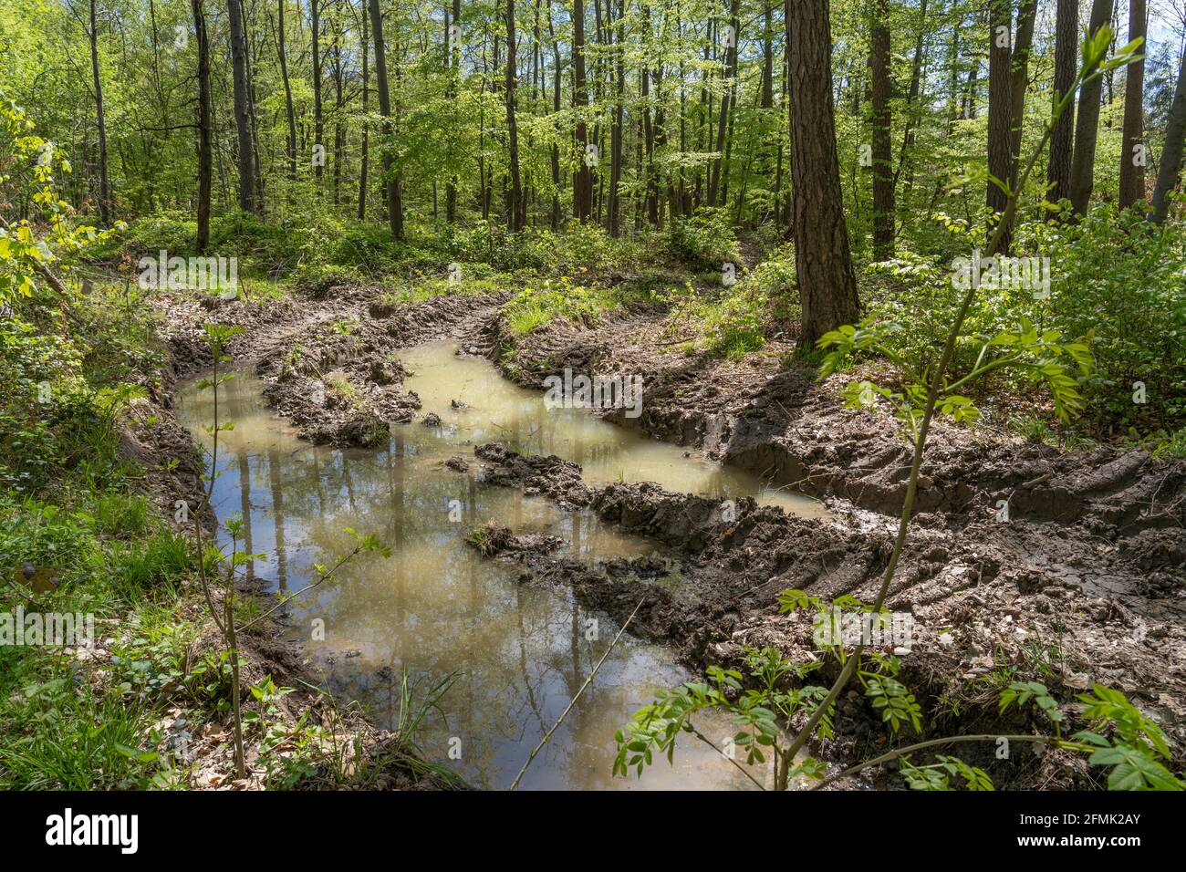 tracce profonde nella foresta - terreno condensato, degradato e pesantemente danneggiato da pesanti raccoglitrici industriali Foto Stock