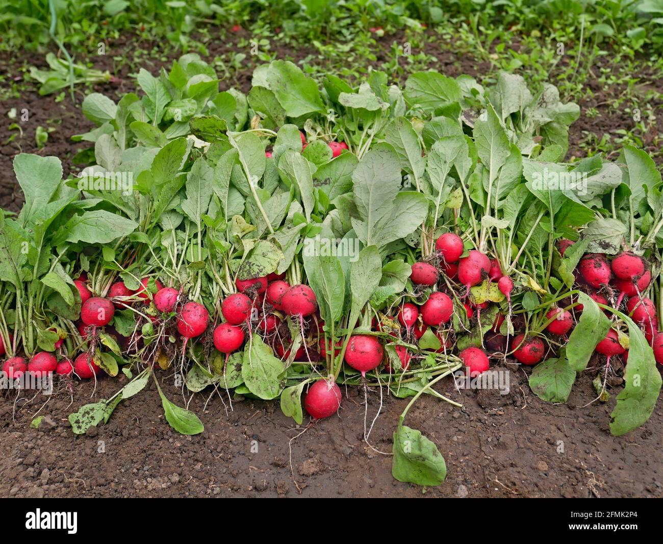 Un sacco di radici ravicane mature su un mucchio, stropicciato ravanelli freschi piante come sfondo, primo raccolto in serra in primavera Foto Stock