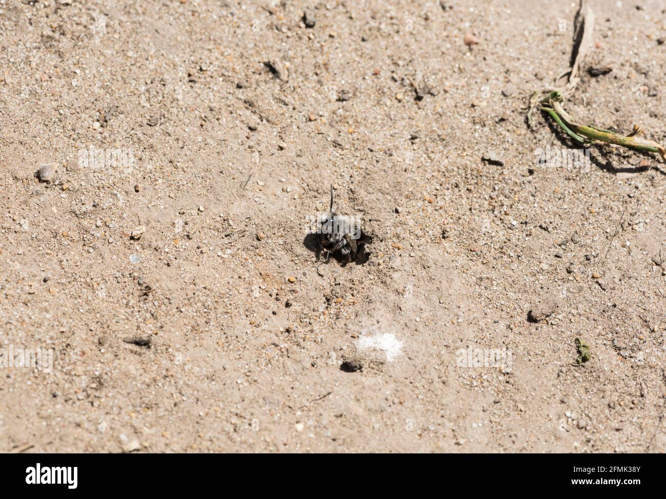 Ashy Mining Bee (Andrena cineraria) Foto Stock