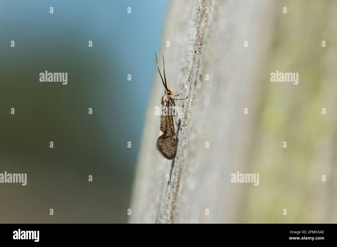 Solfora di tufo (Esperia sulfurella) su una recinzione di legno Foto Stock
