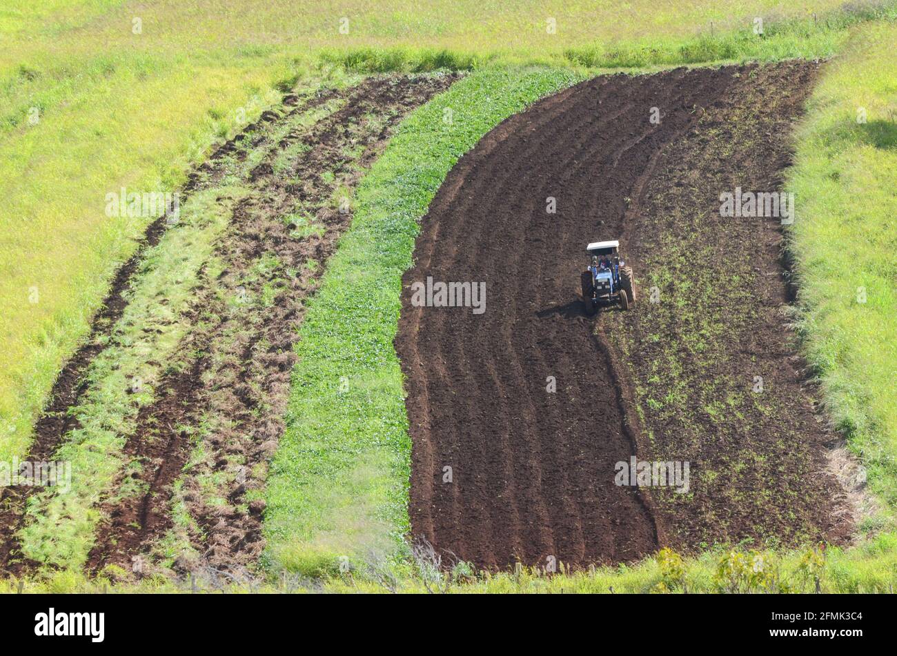 Trattore blu che semina un campo alla periferia di Hanga Roa, Isola di Pasqua, Cile Foto Stock