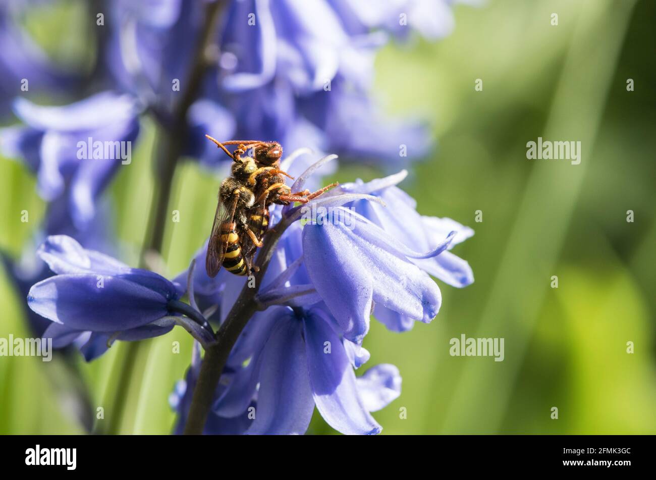 Lathbury's Nomad Bee (Nomada lathburiana), un clepto-parassita dell'Ashy Mining Bee Foto Stock