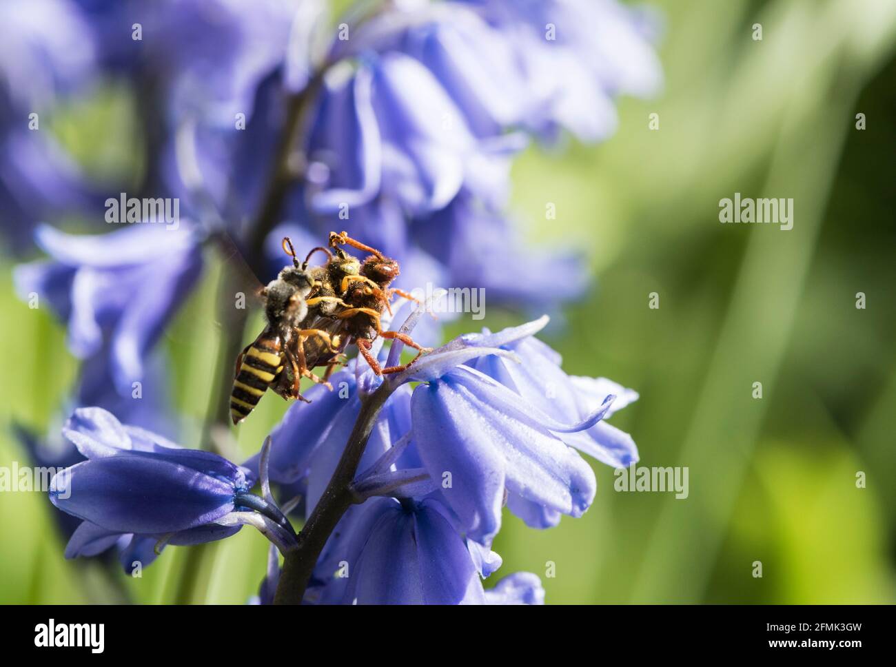 Lathbury's Nomad Bee (Nomada lathburiana), un clepto-parassita dell'Ashy Mining Bee Foto Stock