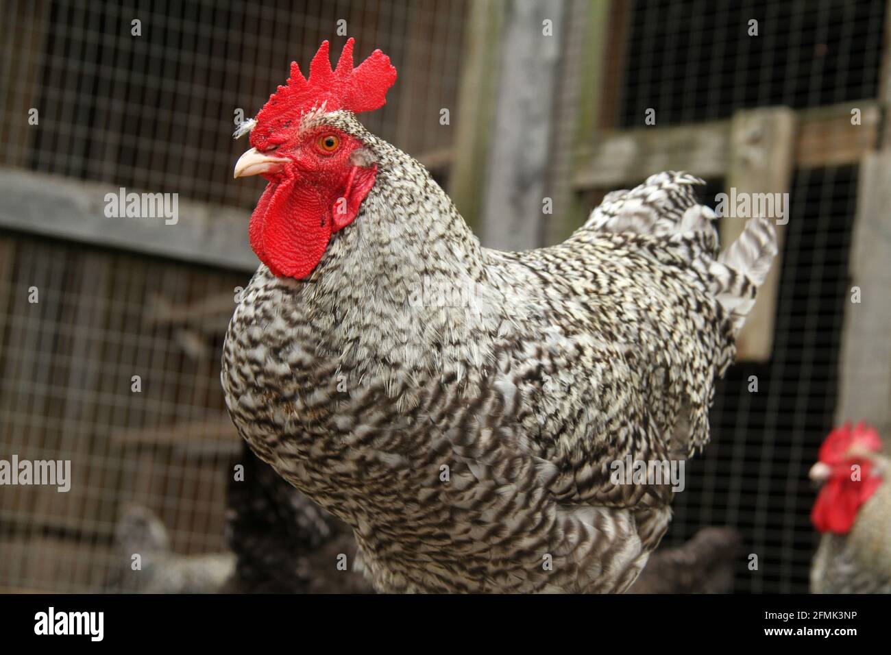 Plymouth Rock rooster Foto Stock