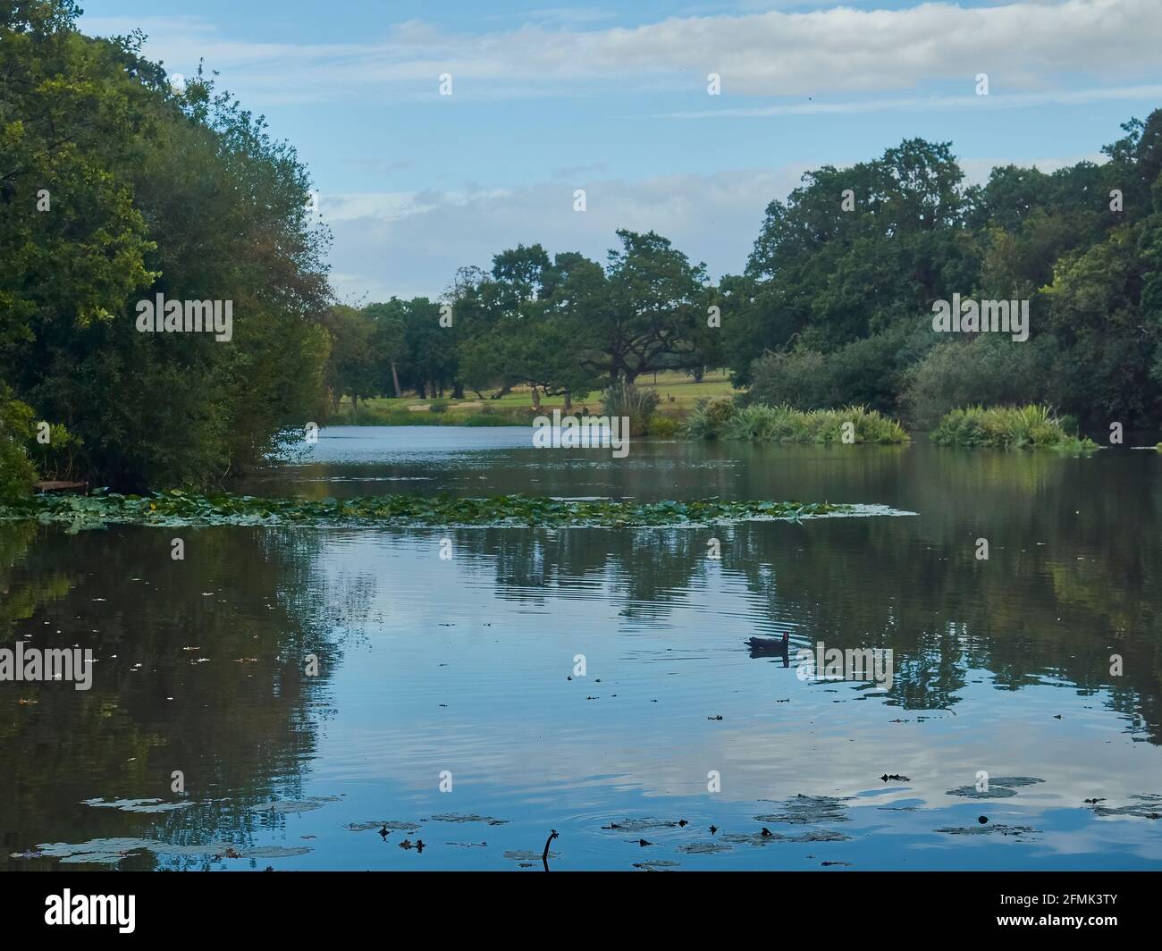 Un piede nuota attraverso l'acqua vetrosa, increspando nel riflesso del cielo nel lago circondato da alberi; una scena rurale sul bordo di Londra. Foto Stock
