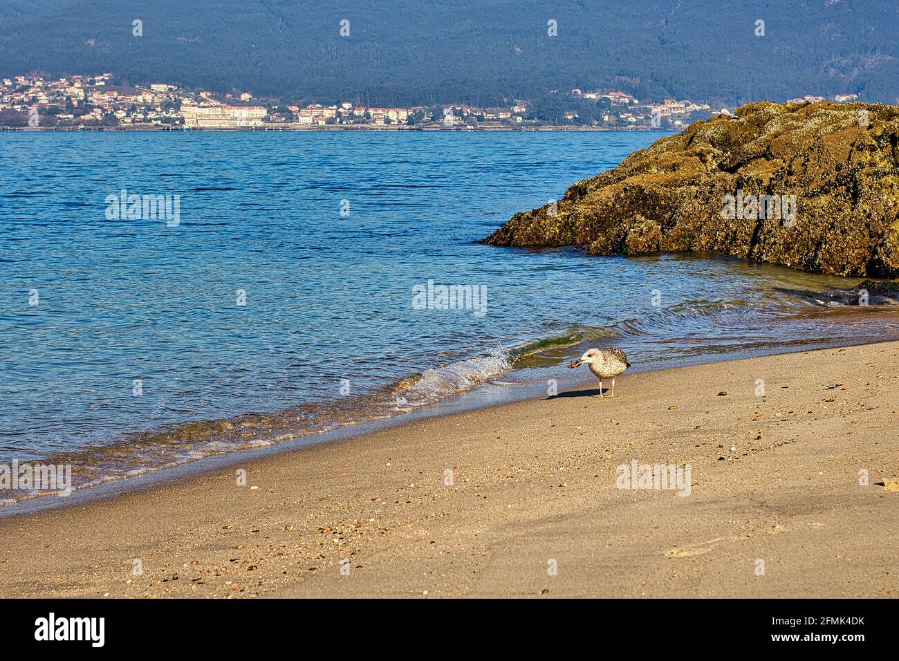 Seagull mangiare una stella marina vicino al mare sul spiaggia Foto Stock