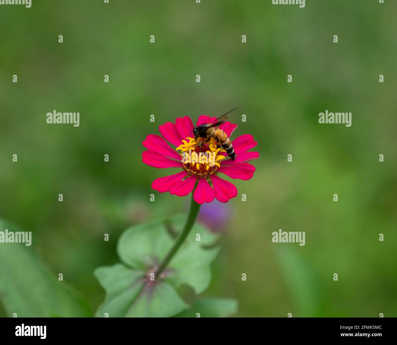 Un'ape di miele gigante (Apis dorsata) che si nutra di un bel fiore rosso di zinnia nel giardino di Mangalore a Karnataka, India. Foto Stock