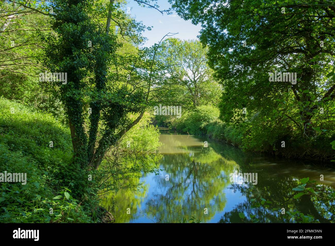 The River Mole, vicino a Esher, Surrey, Inghilterra, Regno Unito. Il fiume alberato e l'acqua ancora creano una scena tranquilla. Foto Stock
