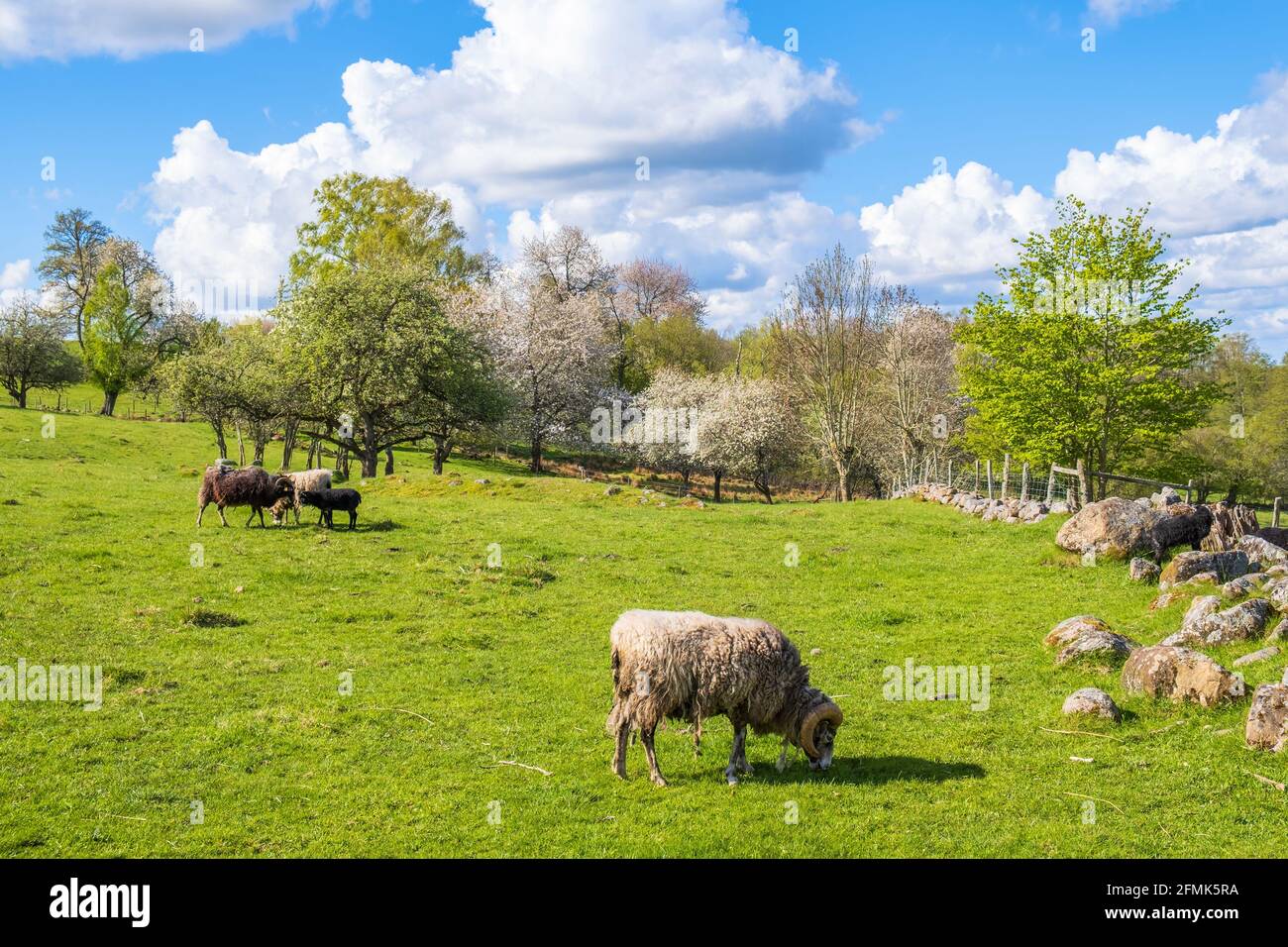 Pecora pascolo su un prato con alberi da frutto fioriti in molla Foto Stock