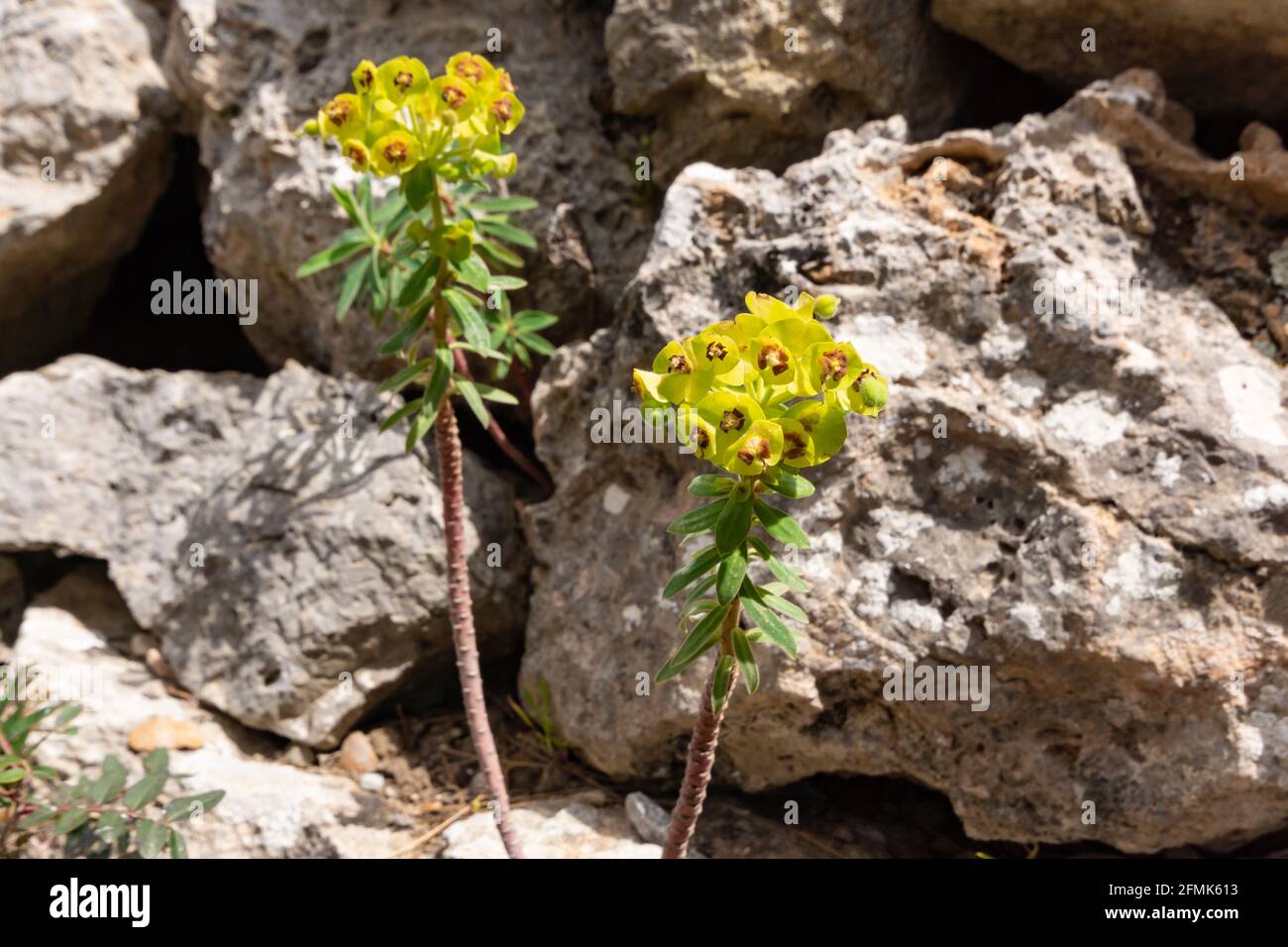 Euphorbia Characias, il Mediterraneo Spurge, una pianta di alghe con fiori giallo-verde e marrone tra le rocce di Maiorca Foto Stock