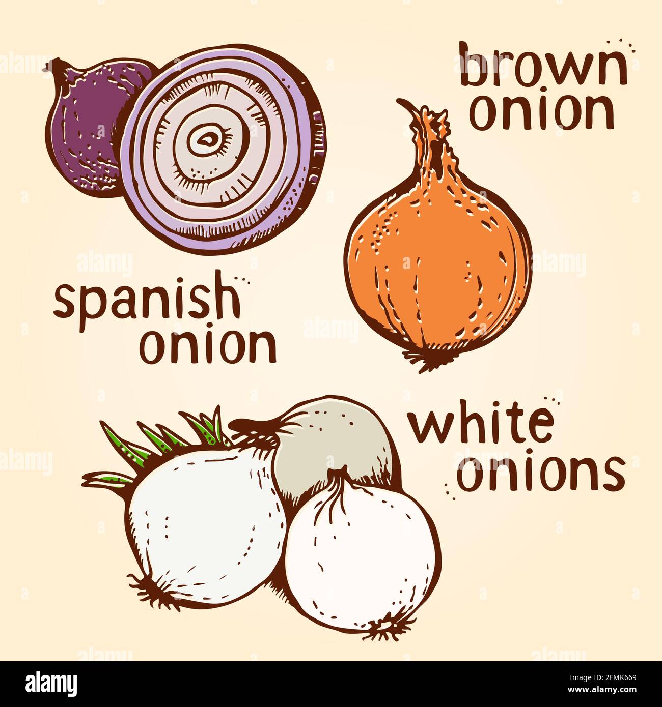 ONION vettoriale di illustrazione artistica a linee disegnate a mano, isolata su sfondo bianco Illustrazione Vettoriale