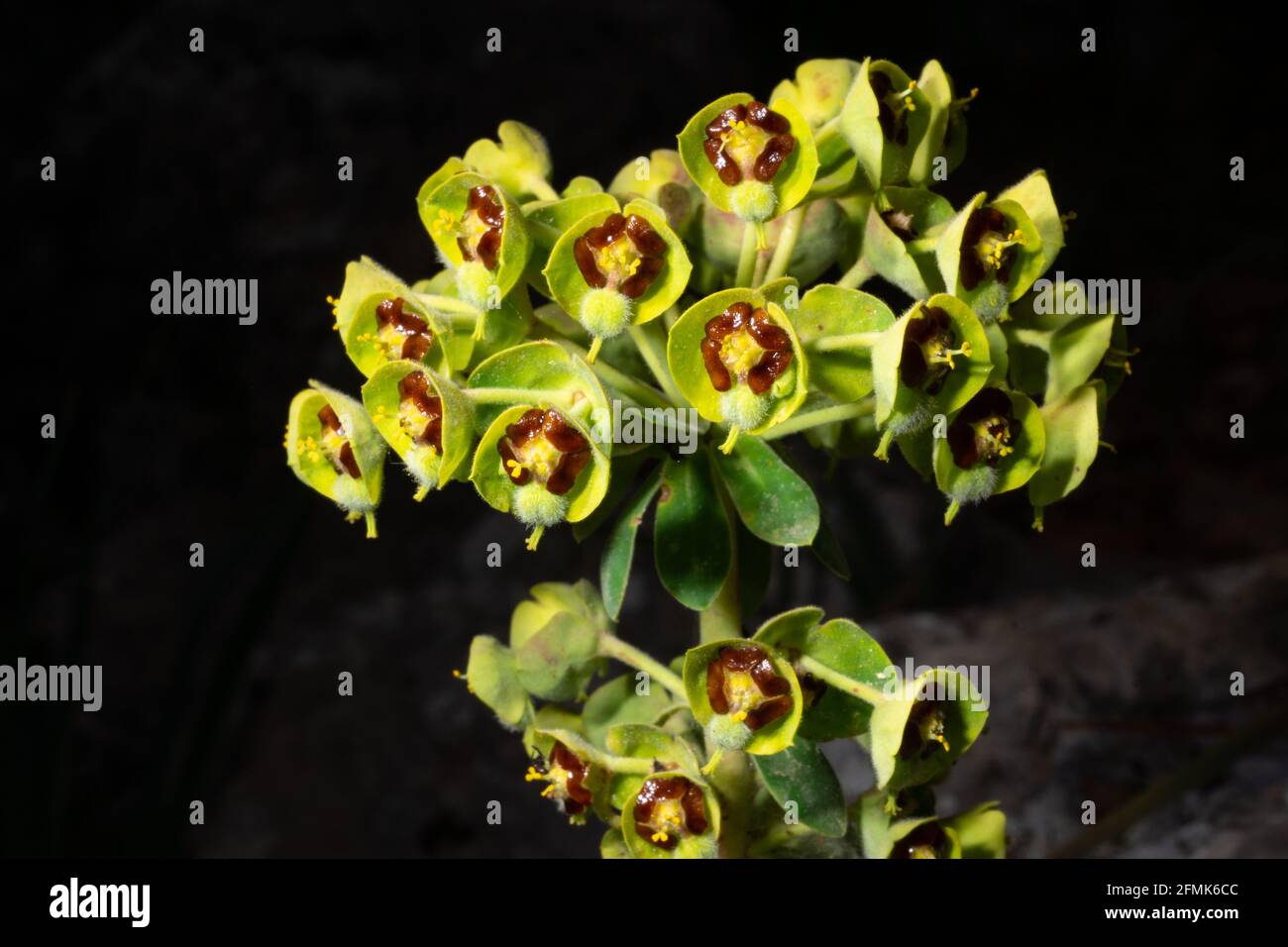 Primo piano di Euphorbia Characias, lo Sprurge Mediterraneo, una pianta di alghe con fiori giallo-verdi e marroni su Maiorca, fondo nero Foto Stock
