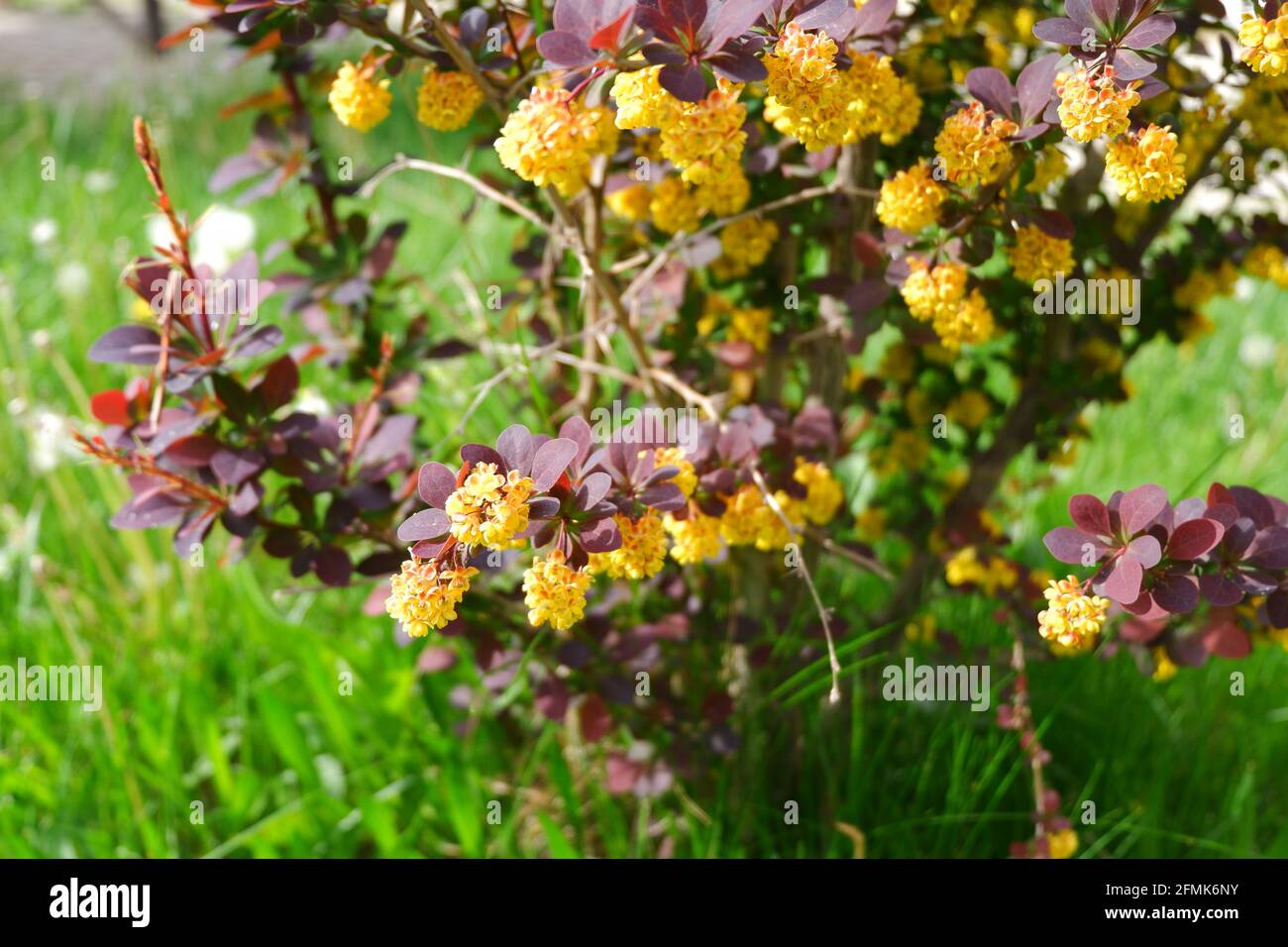 Berberis thunbergii - barberry giapponese - con fiori gialli e poco ape di miele su esso Foto Stock