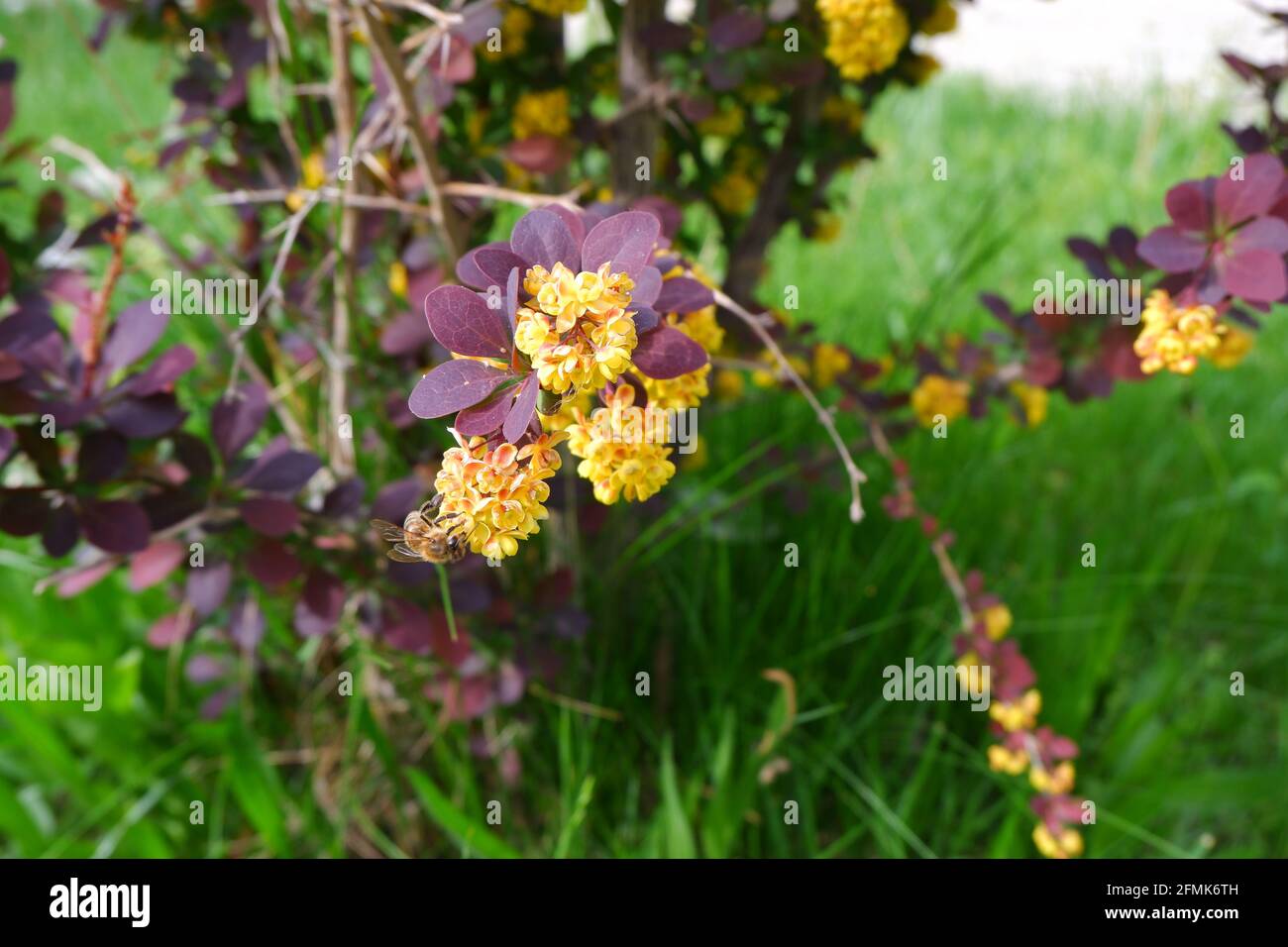 Berberis thunbergii - barberry giapponese - con fiori gialli e poco ape di miele su esso Foto Stock