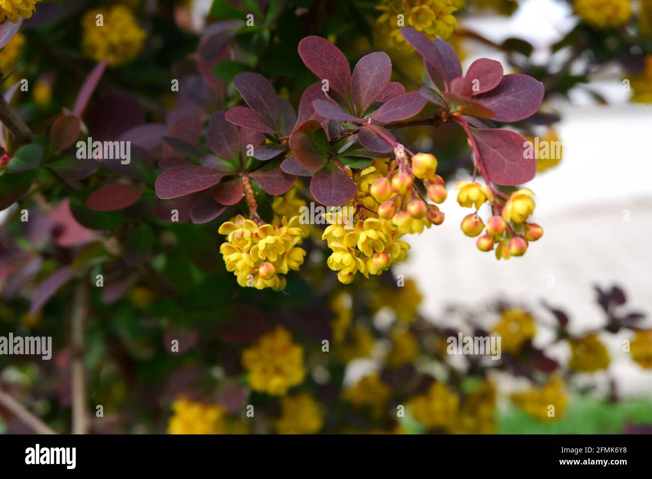Berberis thunbergii - barberry giapponese - con fiori gialli e poco ape di miele su esso Foto Stock