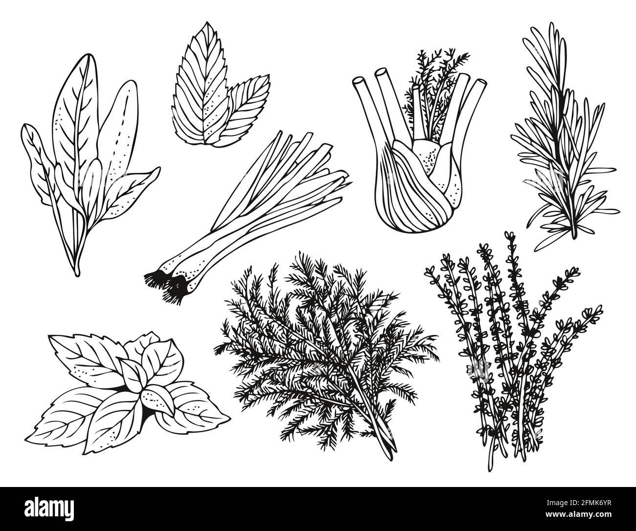 Erbe culinarie su sfondo bianco, set di erbe e spezie disegnate a mano Illustrazione Vettoriale