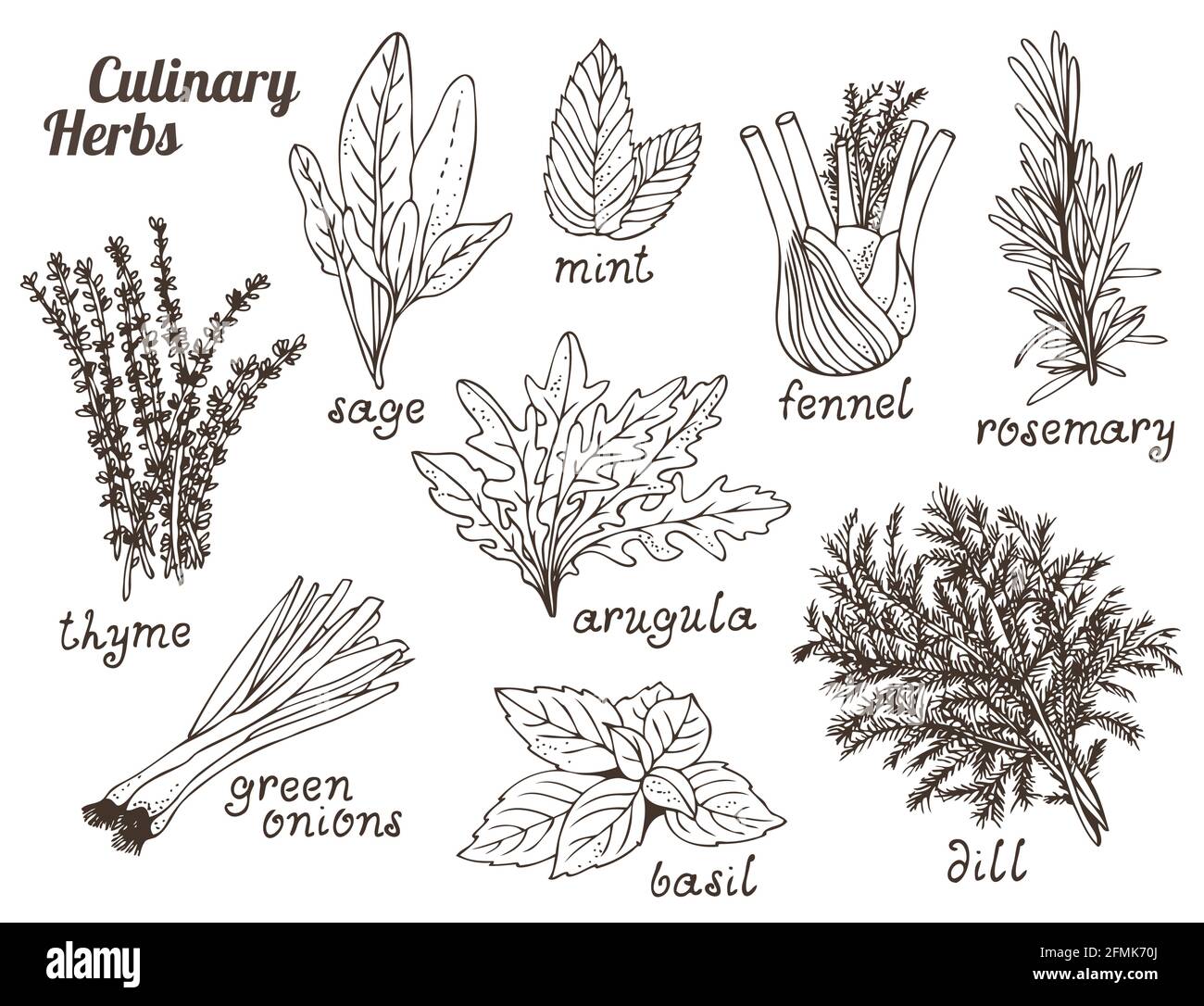 Erbe culinarie su sfondo bianco, set di erbe e spezie disegnate a mano Illustrazione Vettoriale