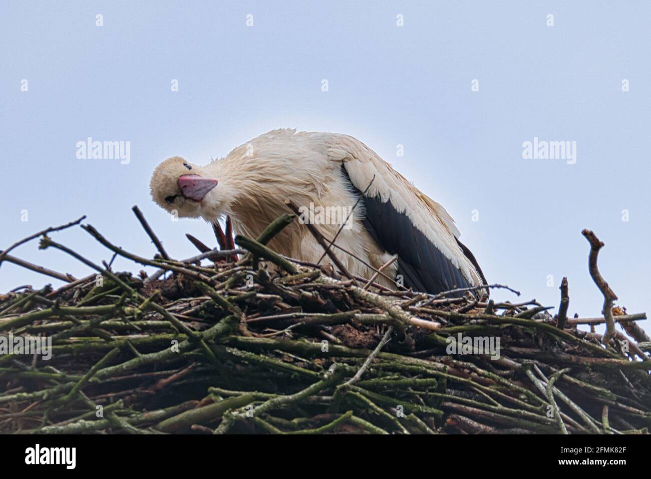 Cicogna bianca nel sito di nidificazione. 1994 Bird of the Year in Germania. Fauna selvatica Foto Stock