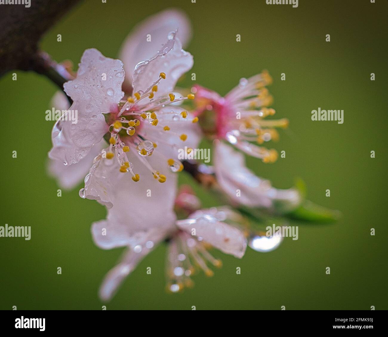 I fiori di prugna di Mirabelle sono fantastici. L'intero albero fiorisce in bianco, giallo e rosa. La fragranza è leggermente dolce. Un occhio-catcher Foto Stock
