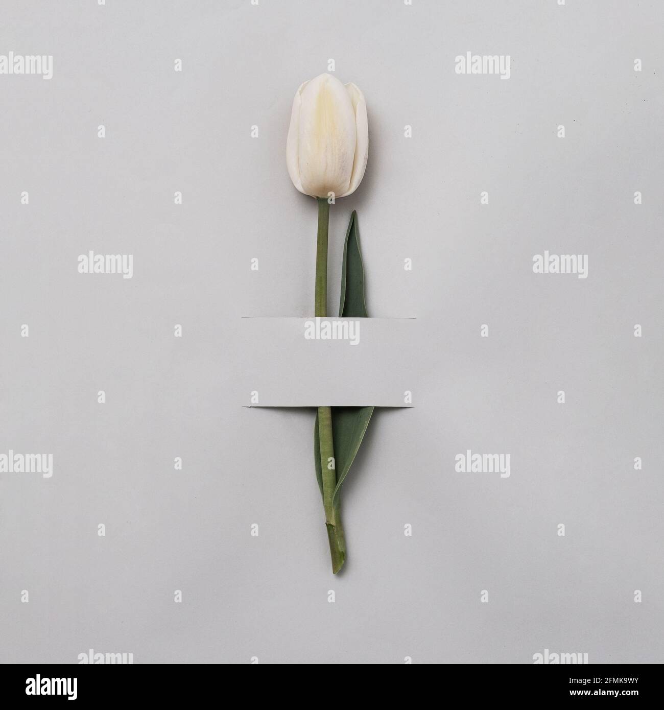 Tulipano bianco su sfondo grigio per un invito festivo. Fiore e una striscia di carta. Concetto di primavera e regalo minimo. Foto Stock