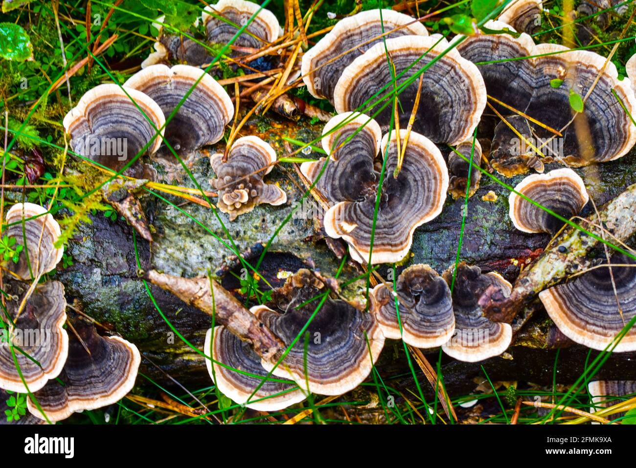 Funghi Foto Stock