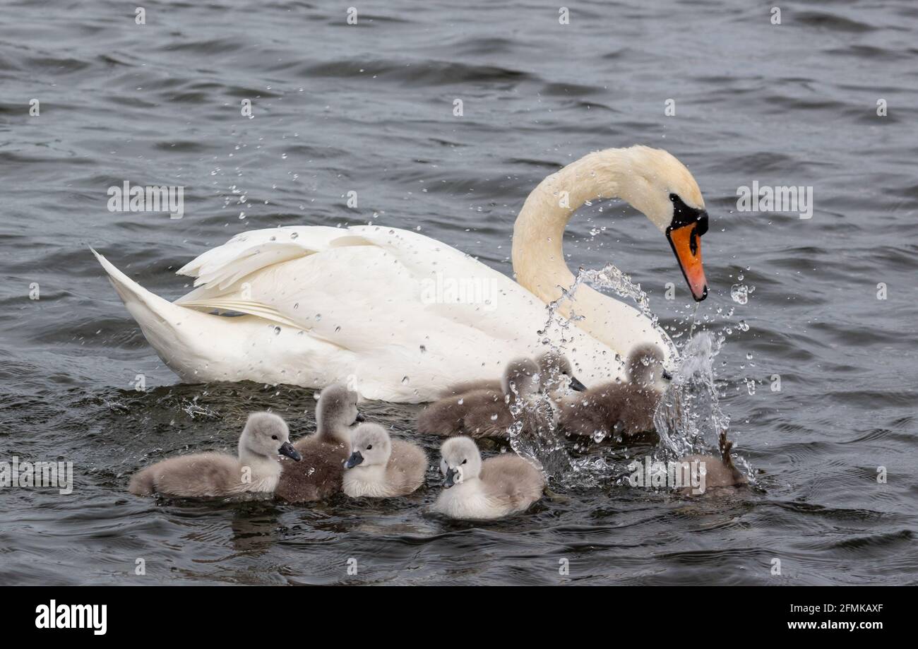 Fare uno splash - cygnet in gioco! Foto Stock