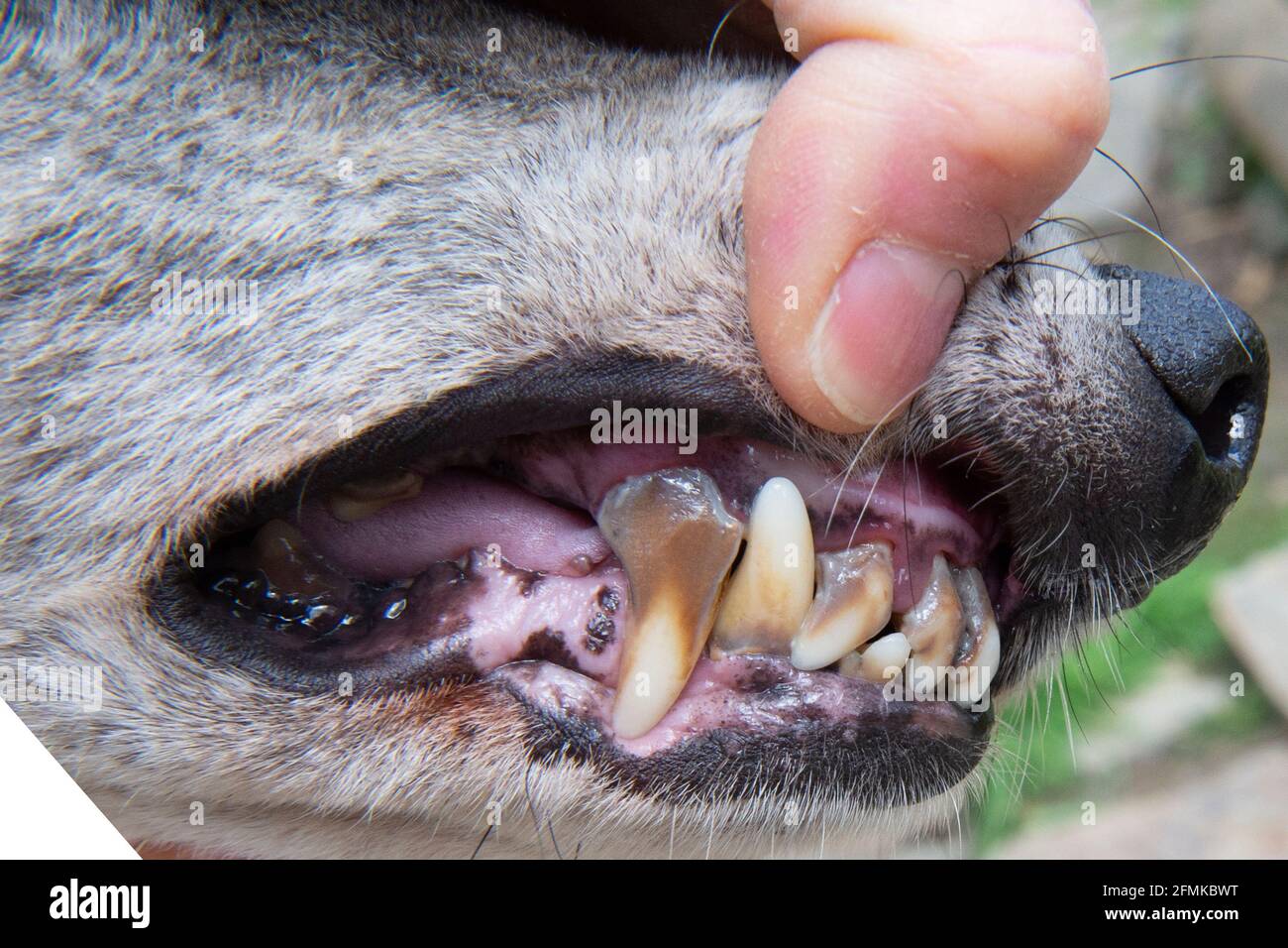 malattia dentale nel cane anziano della lurcher Foto Stock