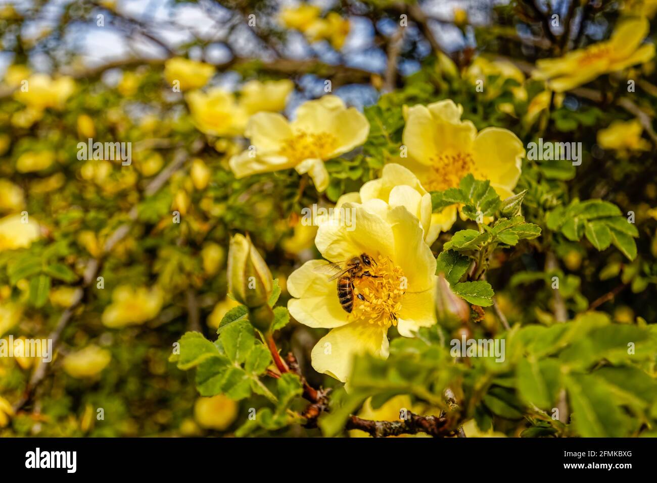 Un'ape di miele raccoglie il polline da resistenza di una rosa arbusto giallo fiorente precoce, fiori singoli di Rosa xanthina var. Spontanea "Canary Bird" Foto Stock