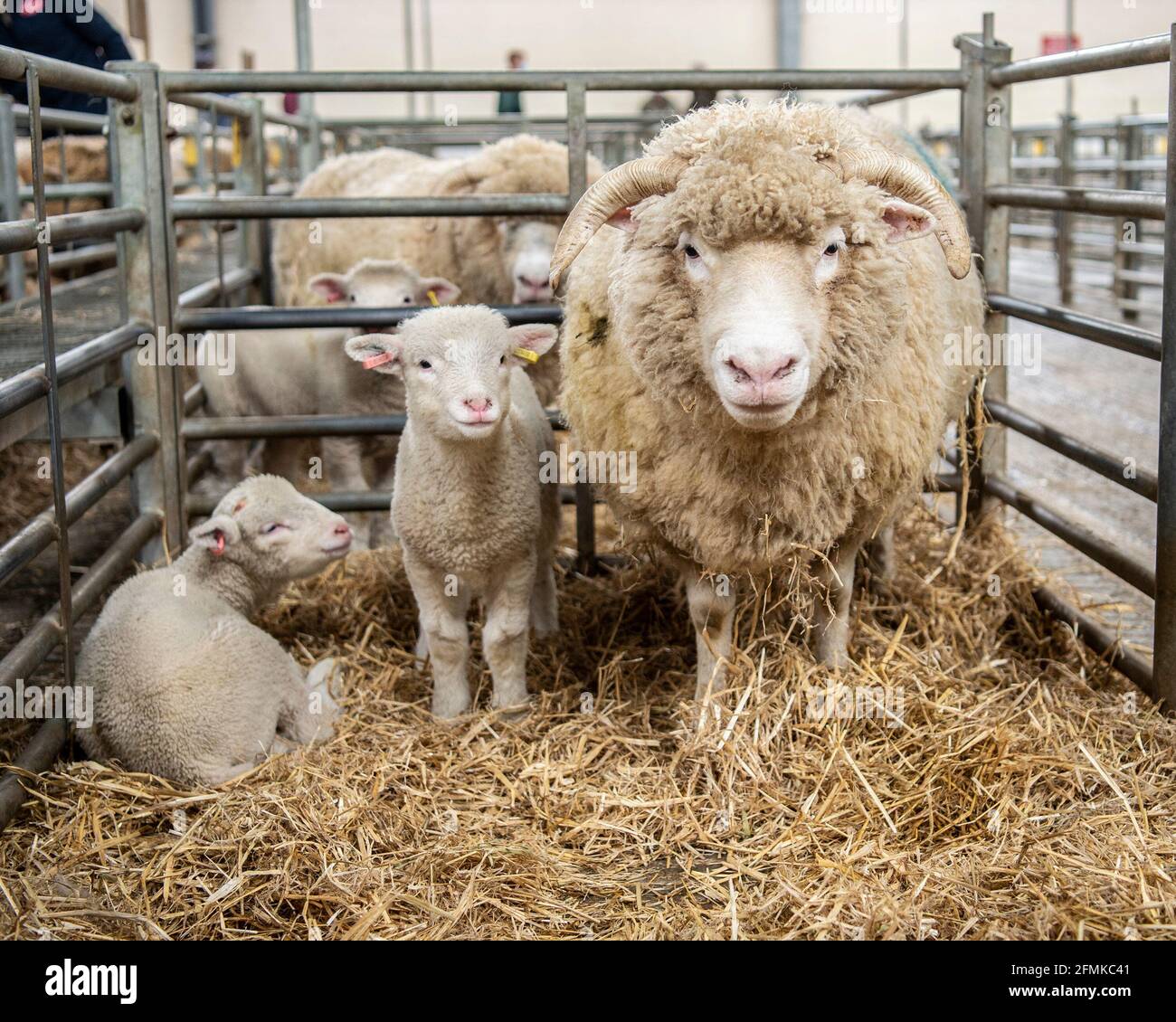 pecora e agnelli gemelli al mercato delle pecore Foto Stock