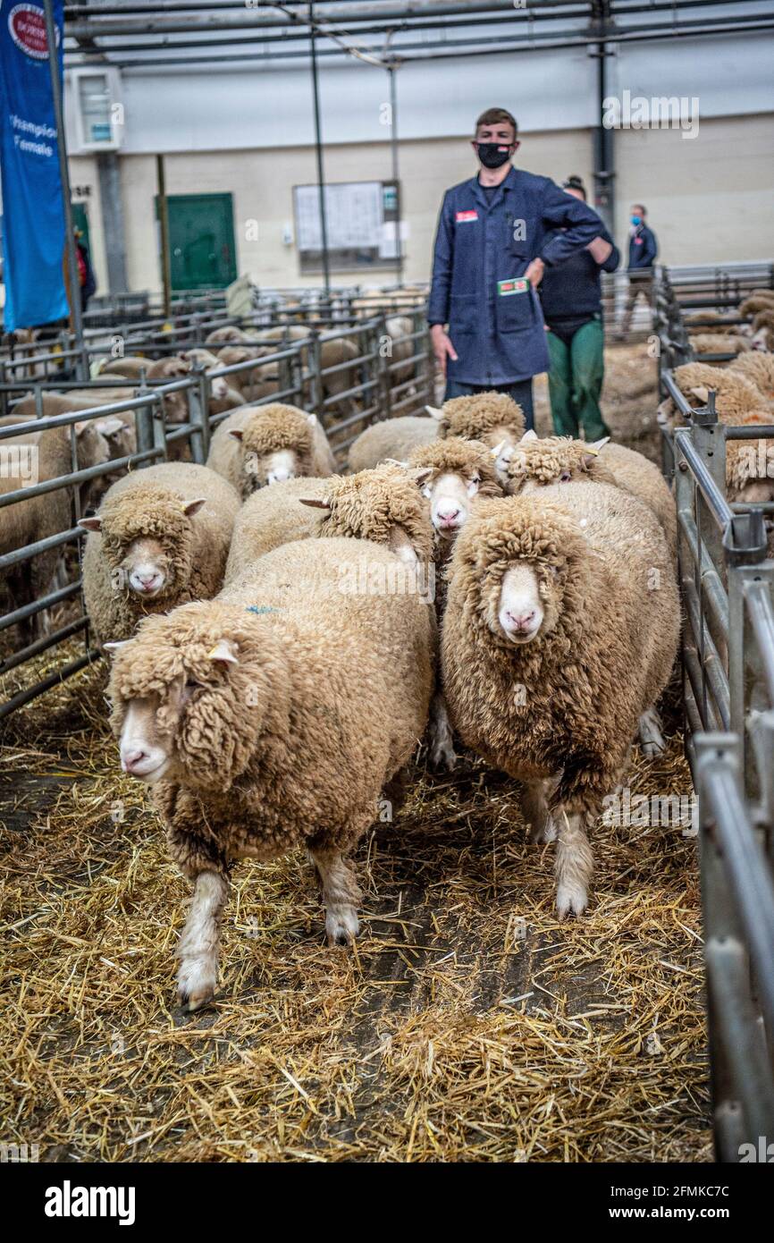 pecora al mercato degli ovini Foto Stock