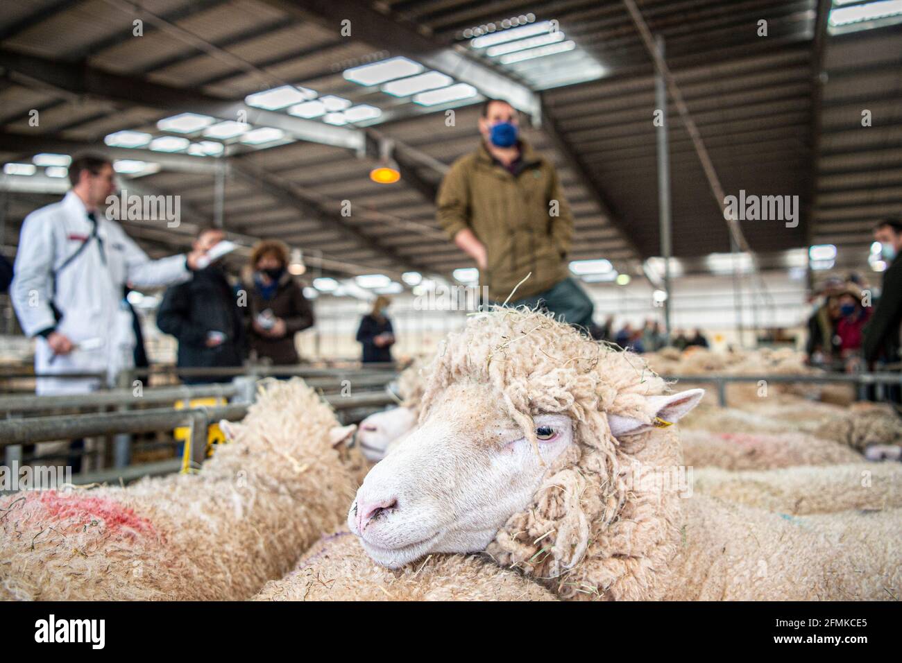 Vendita all'asta di pecore al mercato del bestiame di Matford, Exeter, Regno Unito Foto Stock