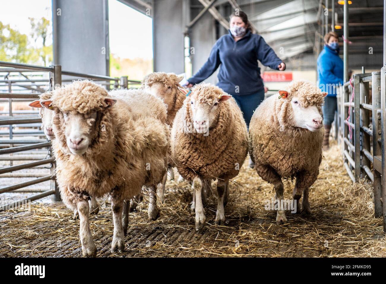 pecora al mercato degli ovini Foto Stock