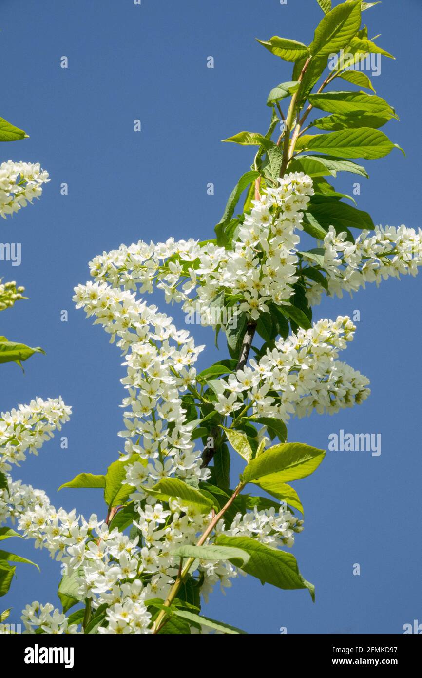 Fiore bianco uccello Ciliegio Prunus Padus fiorire Foto Stock