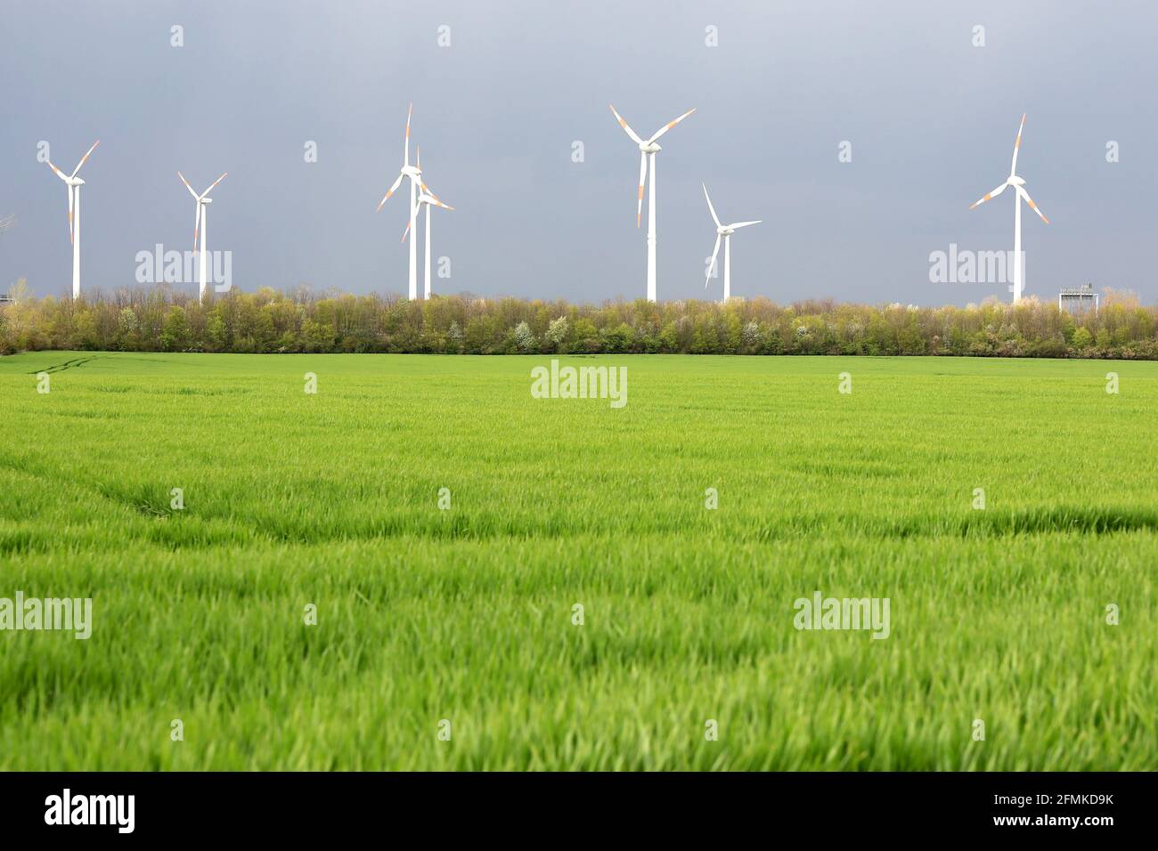 Magdeburgo, Germania. 02 maggio 2021. Le turbine eoliche della società enercon sono situate in un campo con grano giovane nel Magdeburger Börde. Credit: Peter Gercke/dpa-Zentralbild/ZB/dpa/Alamy Live News Foto Stock
